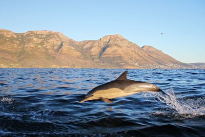 A common dolphin jumping out of the water in front of mountains on a sunny day