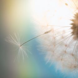 Close-up of dandelion against sky
