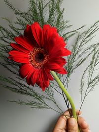 Close-up of hand holding red flower