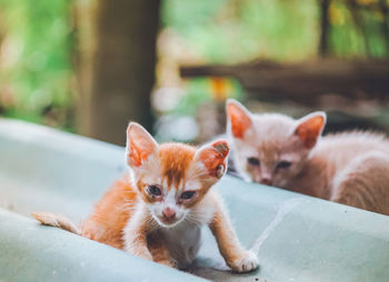 Portrait of cat with kitten