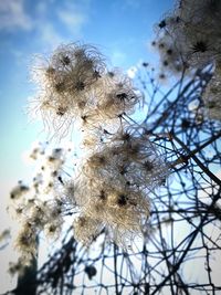 Low angle view of flower tree against sky