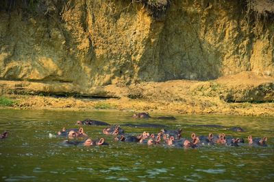 Hippopotamuses swimming in river against mountain