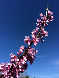 Low angle view of cherry blossoms