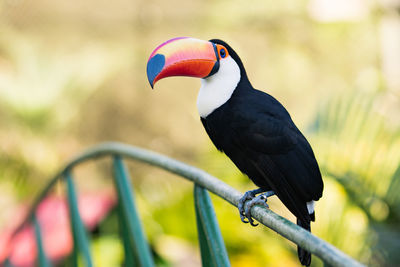 Close-up of bird perching on a tree