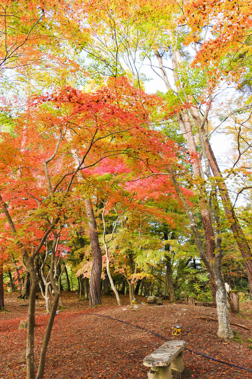 SCENIC VIEW OF AUTUMNAL TREES IN PARK