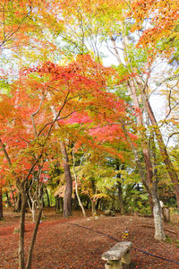 Trees and plants in park during autumn