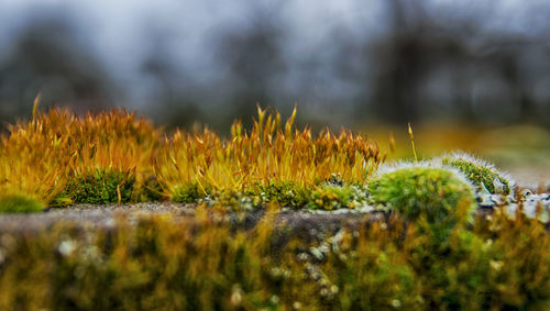 Close-up of plants growing on field