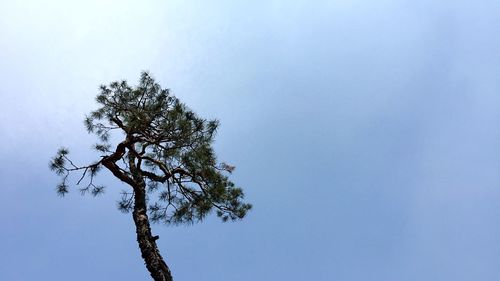 Low angle view of bare trees against clear sky