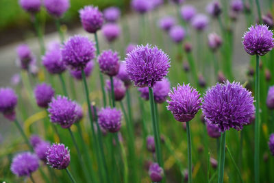 Close-up of purple flowering plants on field