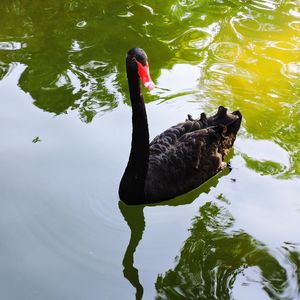 Swan swimming in a lake