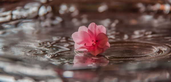 Close-up of pink flower on water