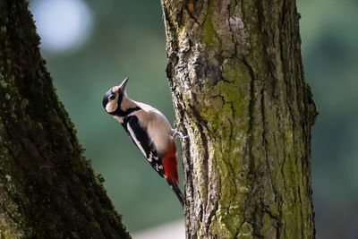 View of bird on tree trunk