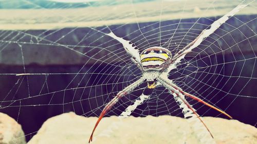 Close-up of spider on web