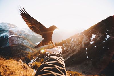 Cropped hand of woman holding bird against mountains