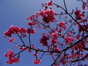 Low angle view of cherry blossoms in spring