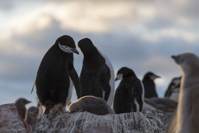 Chinstrap penguin colony at muckle bluff on the south coast of elephant island in antarctica.