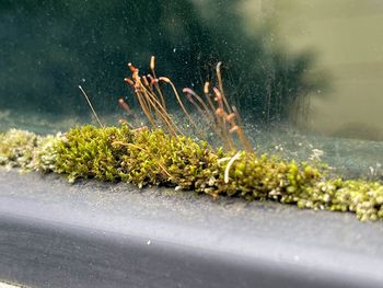 Close-up of plants by road