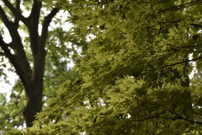 Low angle view of trees against sky