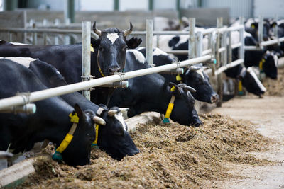 Cows on the farm