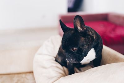 Black dog resting on sofa at home