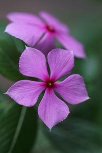 Close-up of pink flowers