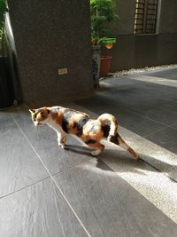 High angle view of a dog