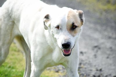 Close-up portrait of dog