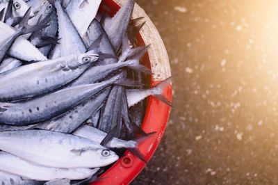 High angle view of fish in container