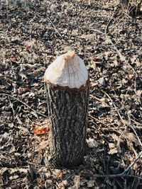 High angle view of mushroom growing on tree stump