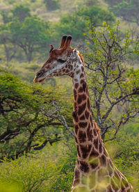 Close-up of giraffe