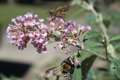 Close-up of butterfly pollinating on flower