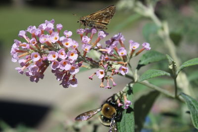 Close-up of insects on flowers