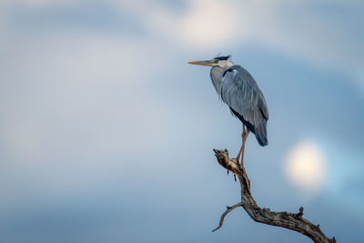 Low angle view of bird perching on tree