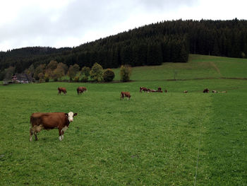 Cows grazing on field against sky