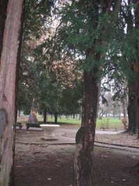 Trees in park