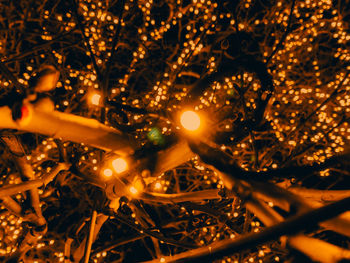 Close-up of illuminated christmas tree at night