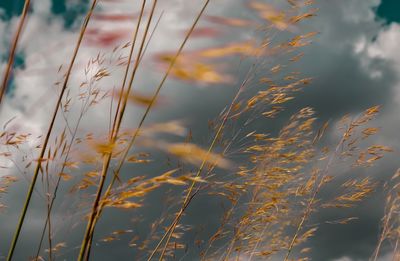 Low angle view of plants against sky