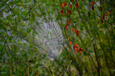 Close-up of spider web on plant in forest