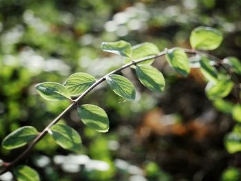 Close-up of green leaves against blurred background