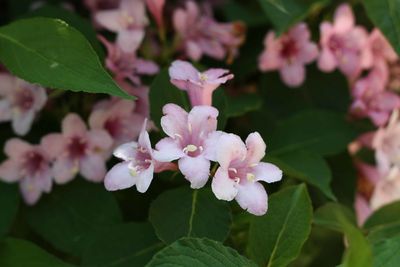 Close-up of flowers blooming outdoors