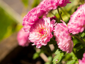 Close-up of pink flowers blooming outdoors