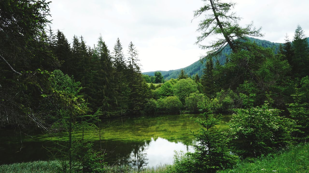 TREES BY LAKE AGAINST SKY