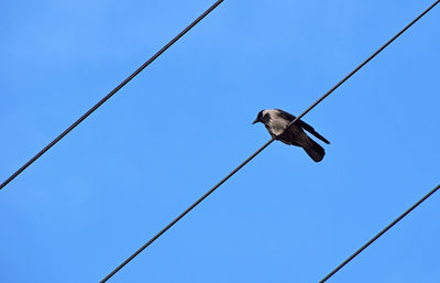 Low angle view of birds perching on cable against clear blue sky