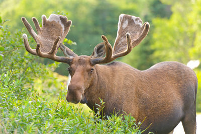 Moose in velvet in northern newfoundland