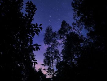 Low angle view of trees against sky at night