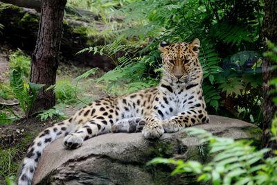 Cat resting in a zoo