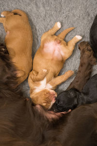High angle view of dog sleeping