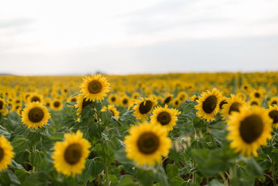 Scenic view of sunflower field