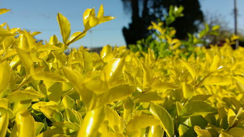 Close-up of yellow flowers blooming outdoors