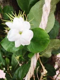 Close-up of white flowering plant